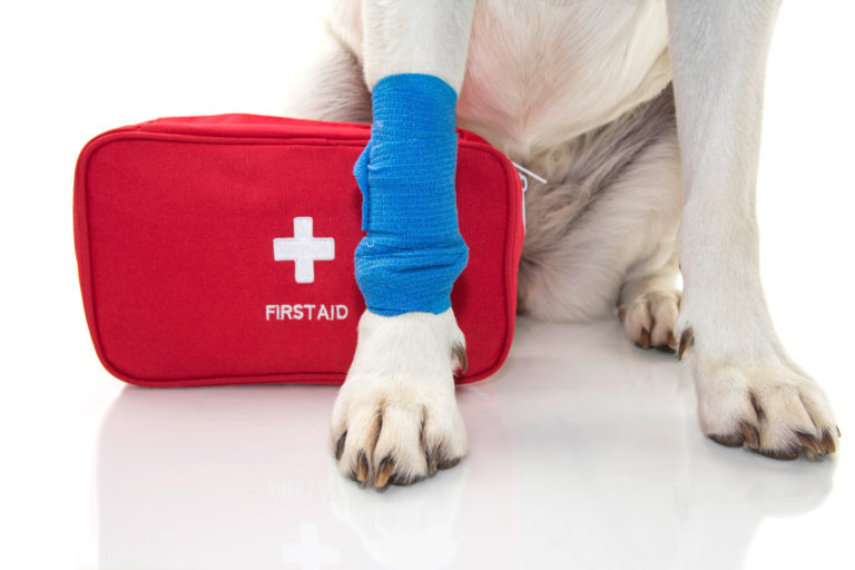 Hund mit Verband und Erste-Hilfe Kasten