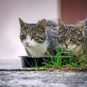 zwei Katzen am Futternapf