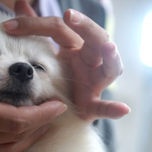 Massage Hund am Kopf