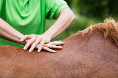 Physiotherapie Pferd Massage