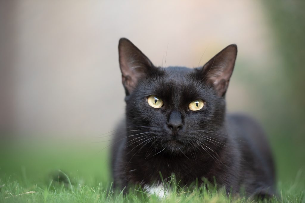 schwarze Katze