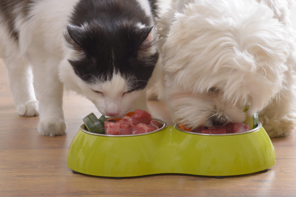 Fütterung von Hund und Katze