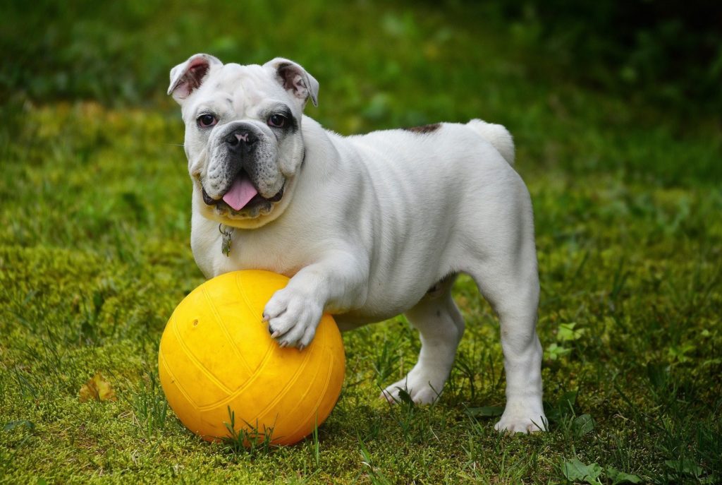 Hund hat Pfote auf Ball, Bewegungstherapie