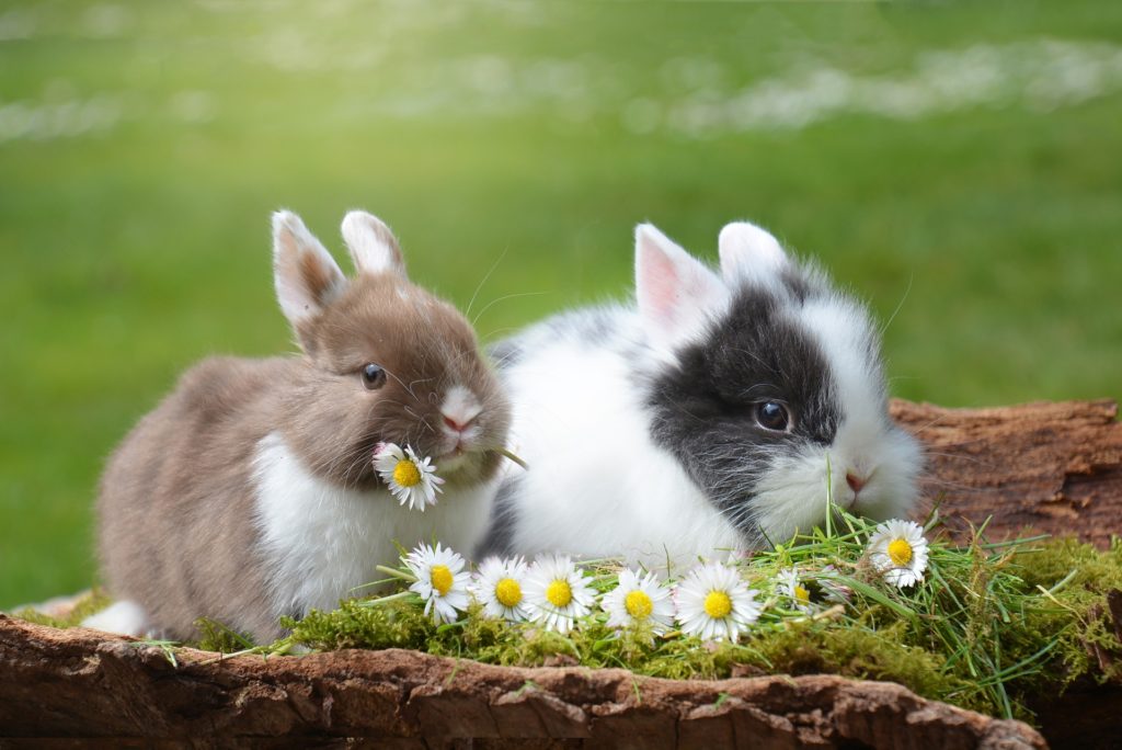 Kaninchen auf Wiese