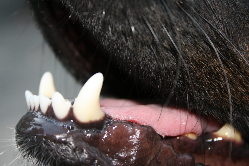 Zähne Hund