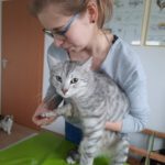 Tierakademie-Stollberg-ganzheitlich-Erwachsenenbildung-Traumberuf-Weiterbildung-Fortbildung-Tiere bewegen-Sachsen-Physiotherapie-Kleintier-Katze-Kaninchen.