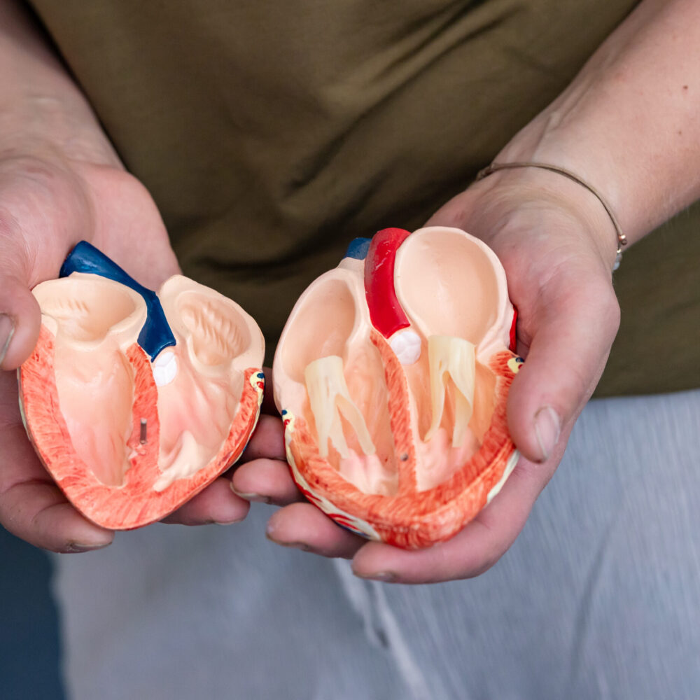 Tiergesundheitsmentor Anatomie verstehen