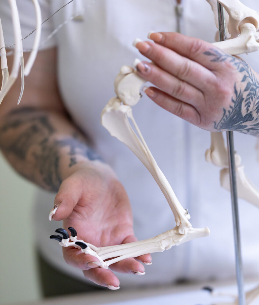 Die Akademie für ganzheitliche Tiertherapie