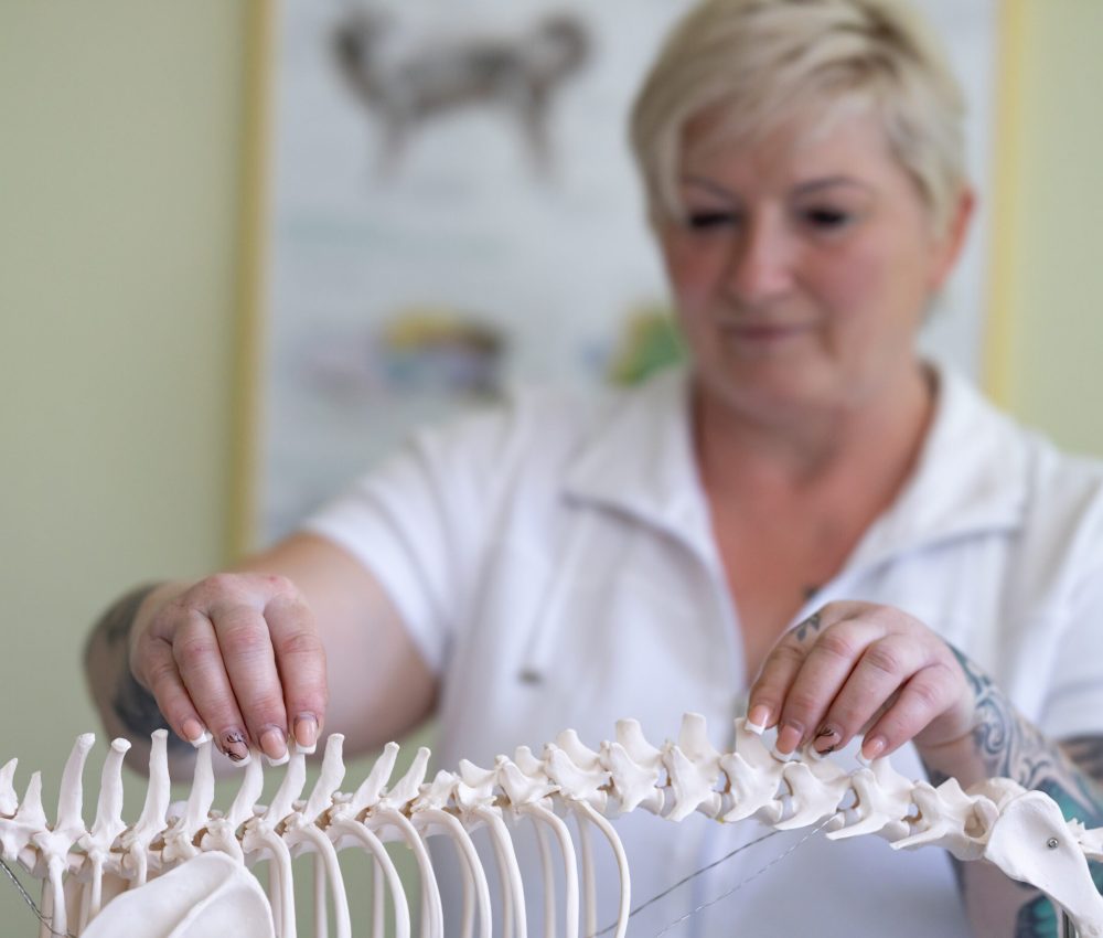 Osteopathie Hund