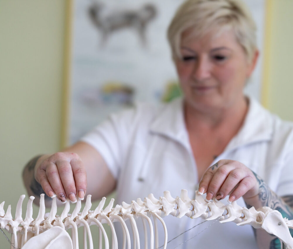 Osteopathie Hund