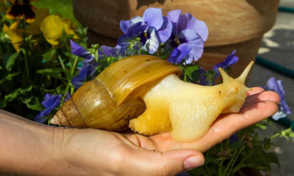 tiergestützte Intervention mit Exoten