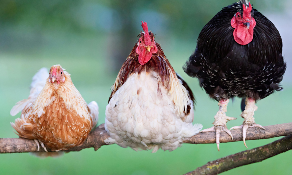 tiergestützte Intervention mit Geflügel