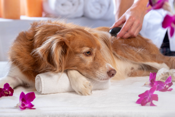 Wellness Coach für Hunde