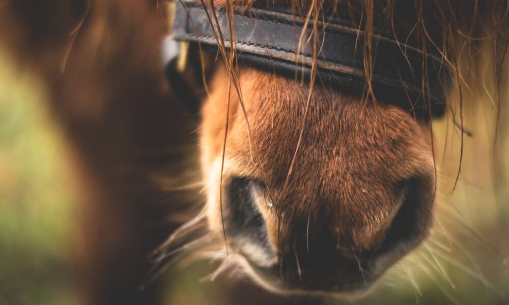 Die Akademie für ganzheitliche Tiertherapie, ganzheitlich, Tierakademie, dry needling, myofasziales nadeln, pferd