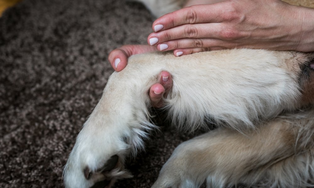 Die-Tierakademie-ganzheitlich-Stollberg-Chiropraktik-Hund-Ausbildung