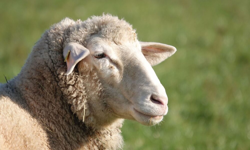 Die akademie für ganzheitliche Tiertherapie, ganzheitlich, Tiergestützt, Tiergestützte Intervention Schafe, Stollberg