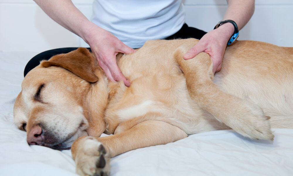 Massage Hund