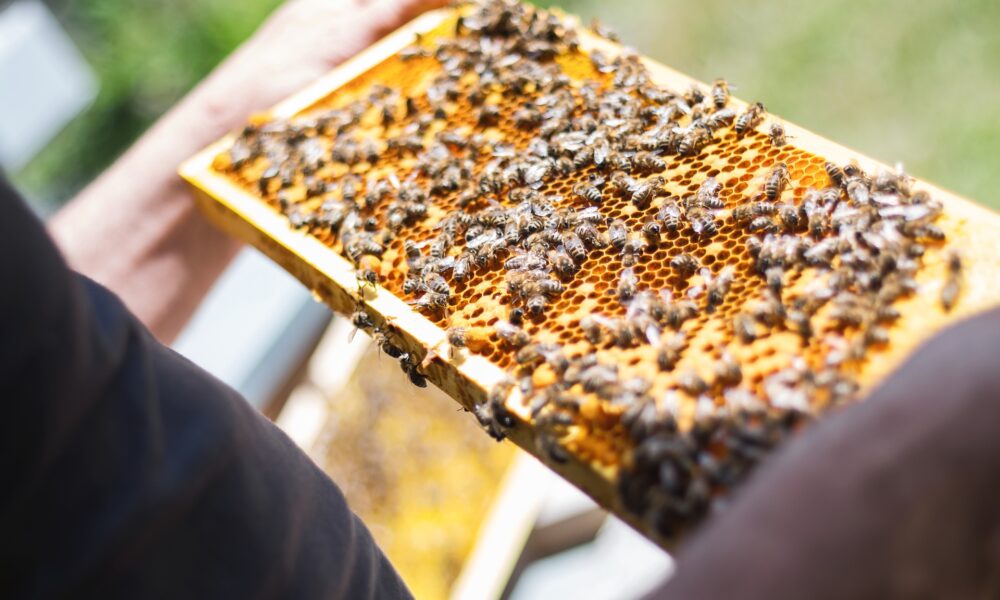 Bienenprodukte