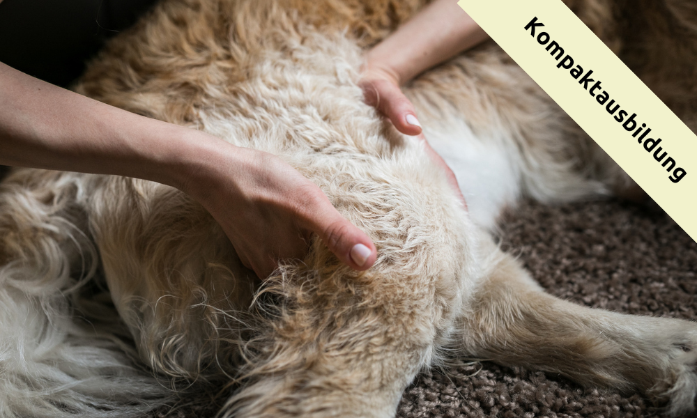 Tierakademie-Stollberg-ganzheitlich-Erwachsenenbildung-Traumberuf-Weiterbildung-Fortbildung-Tiere bewegen-Sachsen-Chiropraktik-Hund-Kompaktausbildung