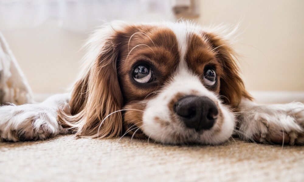 Darmgesundheit Hund Katze