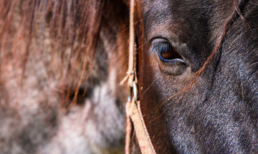 Tierakademie-Stollberg-ganzheitlich-Erwachsenenbildung-Traumberuf-Weiterbildung-Fortbildung-Tiere-bewegen-Sachsen-Dorntherapie-Pferd-ganzheitlich-Dorn-Pferdetherapie