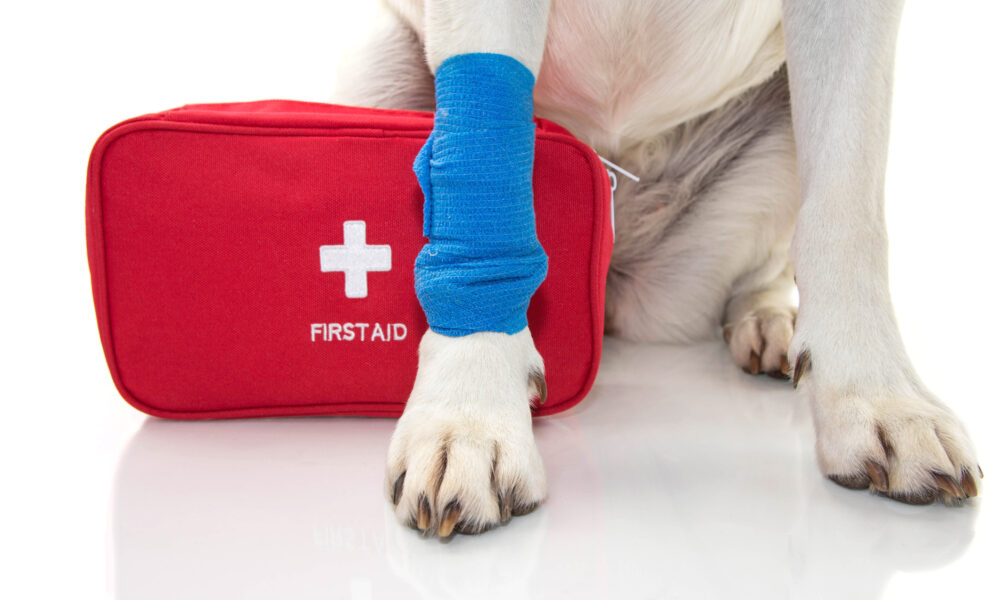 Hund mit Verband und Erste-Hilfe Kasten