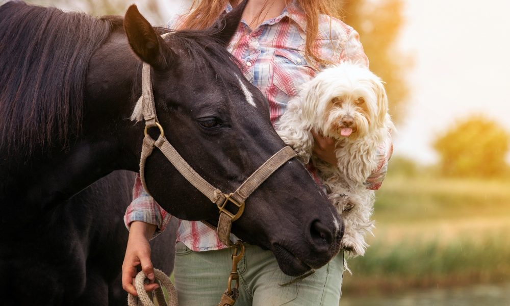 portrait of young woman with her horse and her little dog