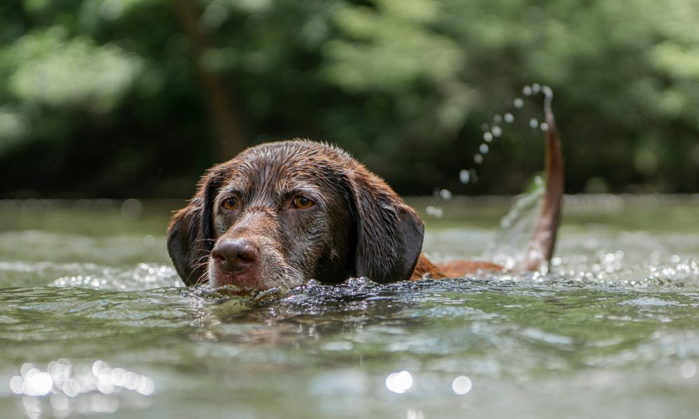 Wassertherapie Hund