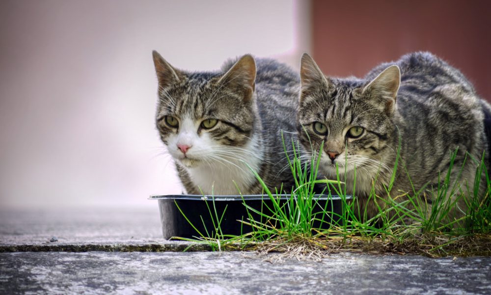 zwei Katzen am Futternapf