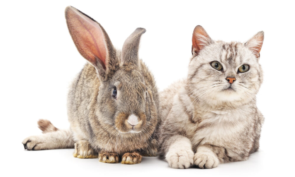 Katze Kaninchen Physiotherapie