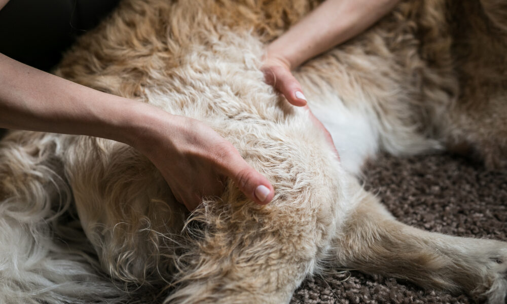 Hund Behandlung