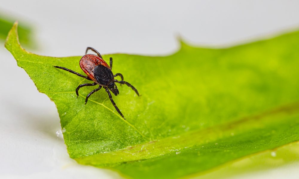 Zecke auf Blatt