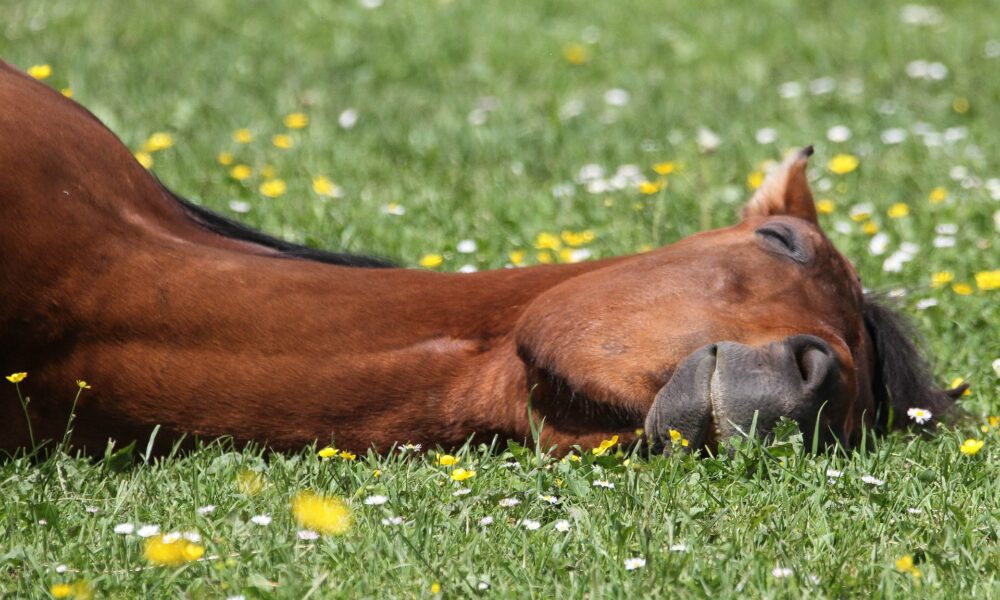 Tierakademie-Stollberg-ganzheitlich-Erwachsenenbildung-Traumberuf-Weiterbildung-Fortbildung-Tiere-bewegen-Sachsen-Pferd-Faszientherapie-Massage-Entspannung