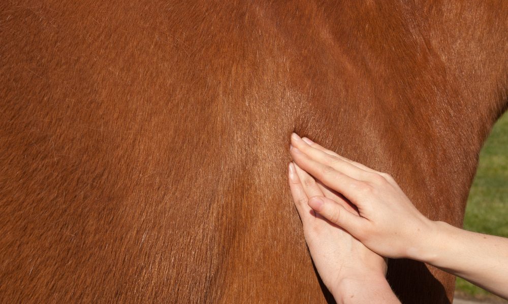 A horse getting a massage