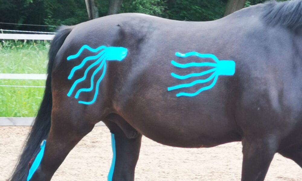 Tierakademie-Stollberg-ganzheitlich-Erwachsenenbildung-Traumberuf-Weiterbildung-Fortbildung-Tiere-bewegen-Sachsen-Pferd-Massage-Taping-Muskel-Physiotherapie