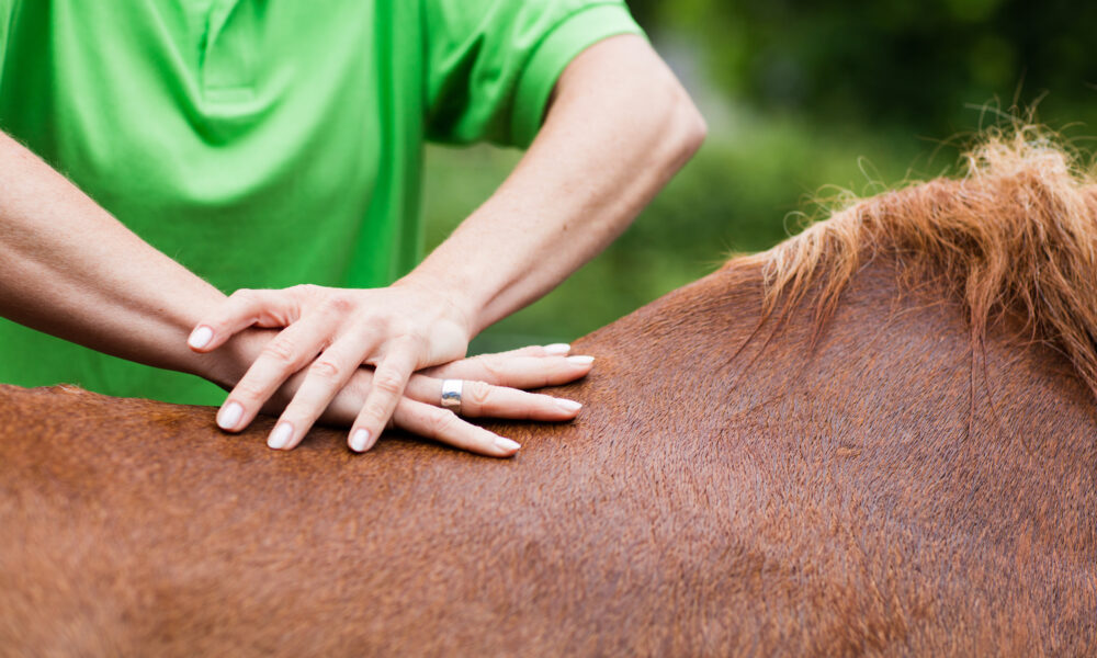 Physiotherapie Pferd Massage