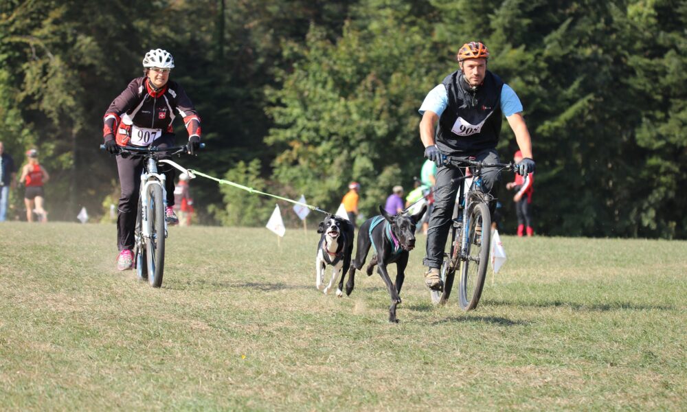 Sporthunde