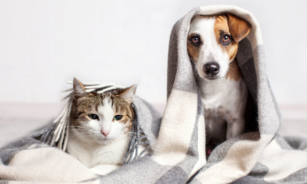 Hund Katze Decke