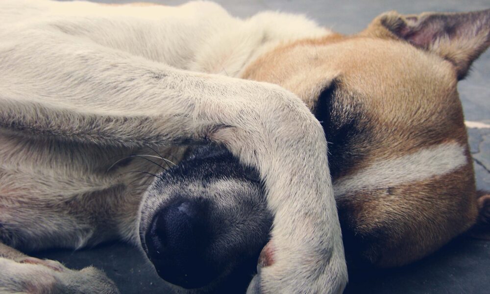 Hund mit Schmerzen