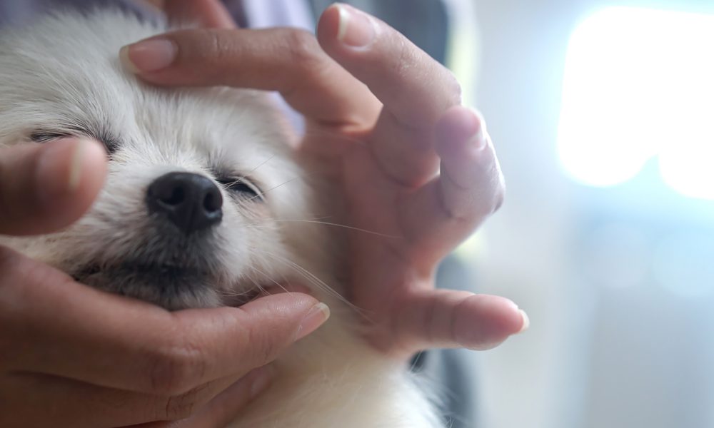 Massage Hund am Kopf
