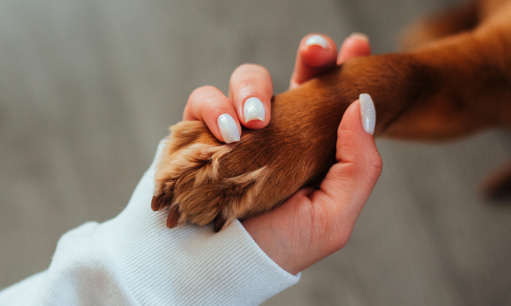 Tierakademie-Stollberg-ganzheitlich-Erwachsenenbildung-Traumberuf-Weiterbildung-Fortbildung-Tiere bewegen-Sachsen-Tierheilpraktiker-ganzheitlich-Tiertherapie