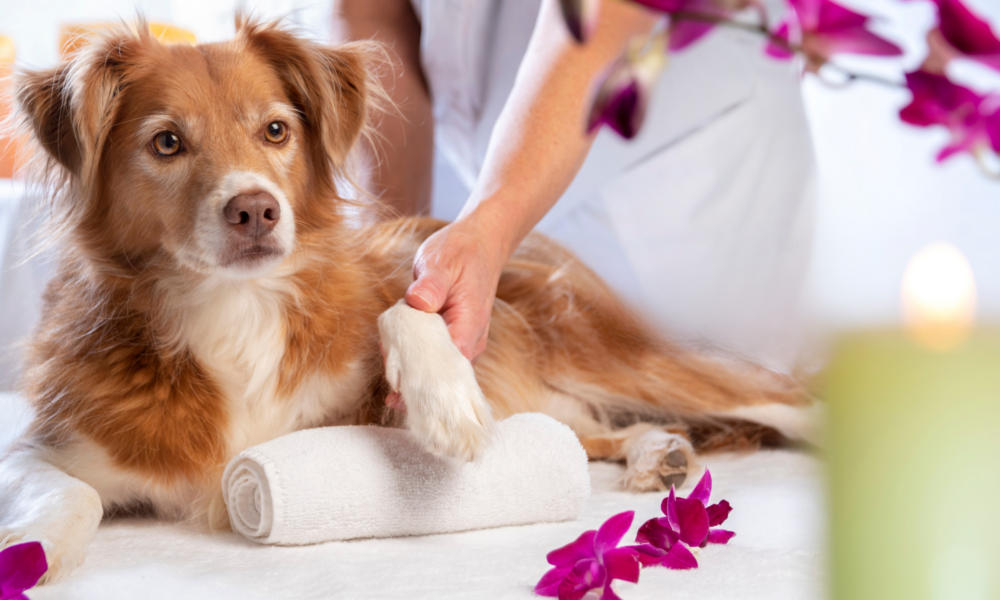 Tierakademie-Stollberg-ganzheitlich-Erwachsenenbildung-Traumberuf-Weiterbildung-Fortbildung-Tiere bewegen-Sachsen-Wellness-WellnessCoach-Hunde-Entspannung