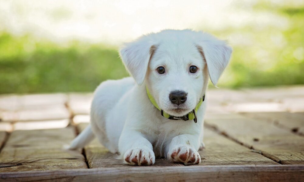 Welpe Hund