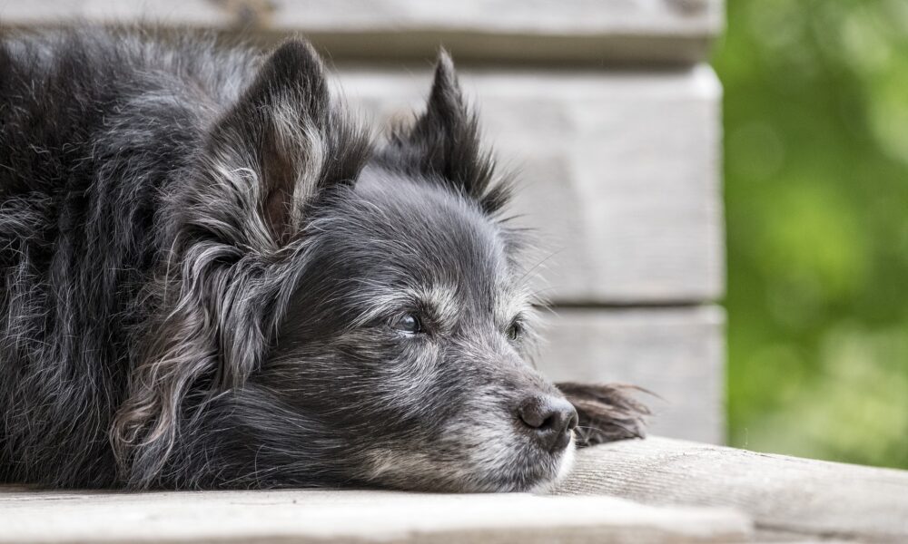 alter Hund