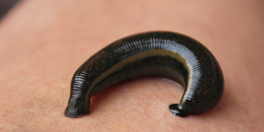 leech-1055446_1920 leech-1055446_1920